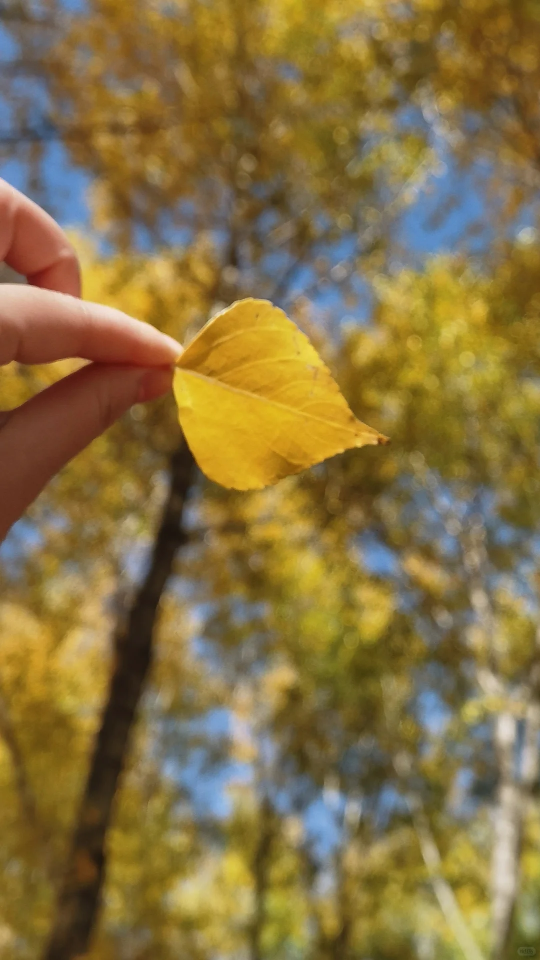 入林💛丨莫尔道嘎国家森林公园★专题篇