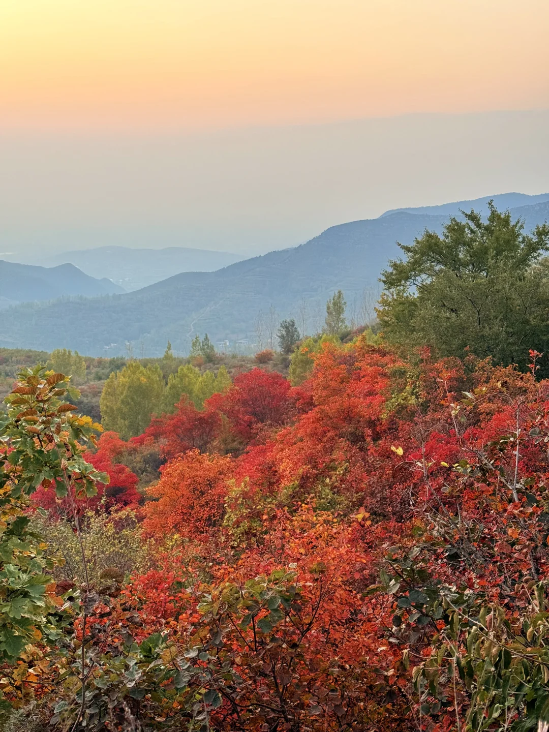 此刻！嵩山已漫山红遍🍁免费赏红叶路线