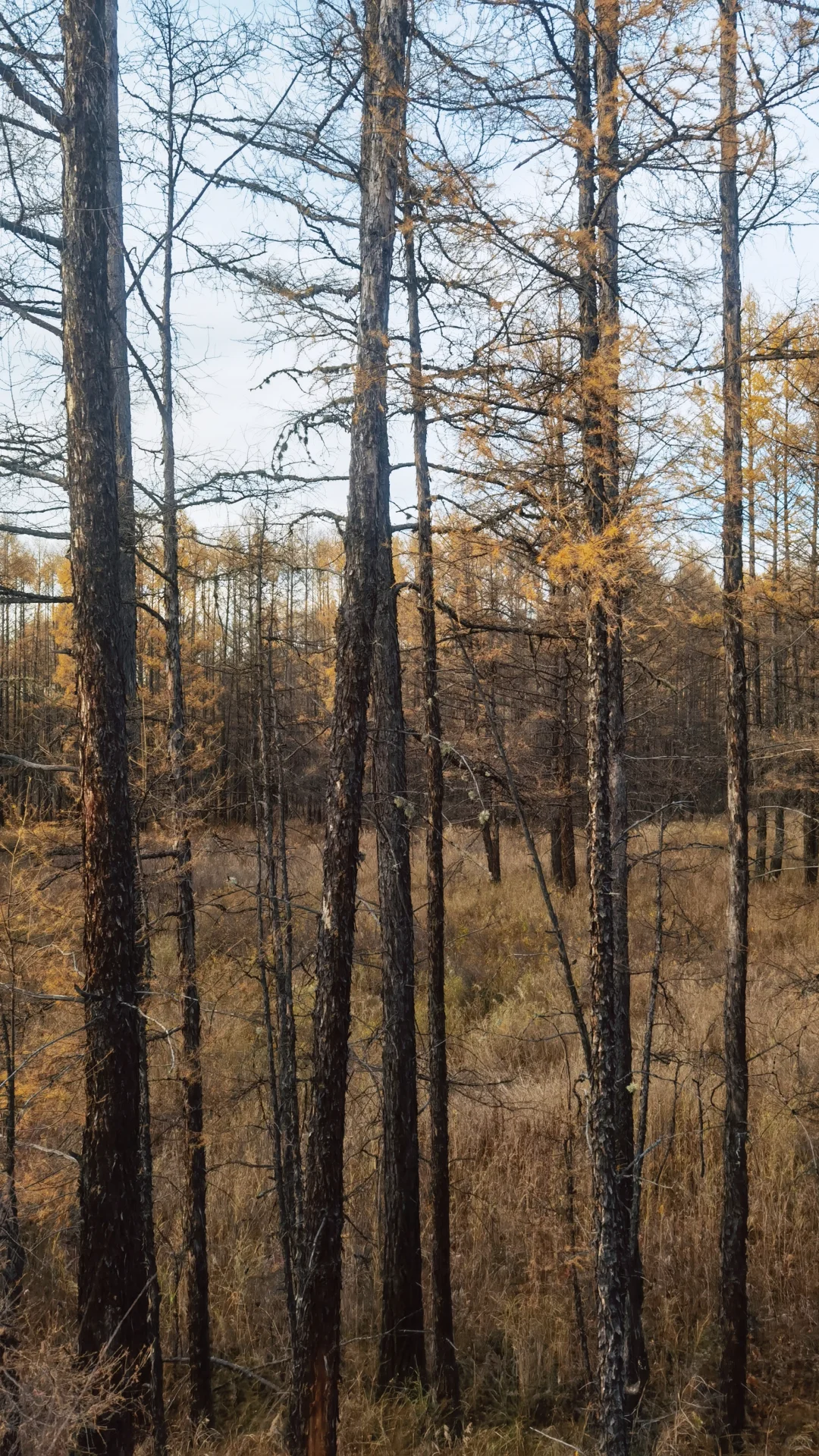 入林💛丨莫尔道嘎国家森林公园★专题篇