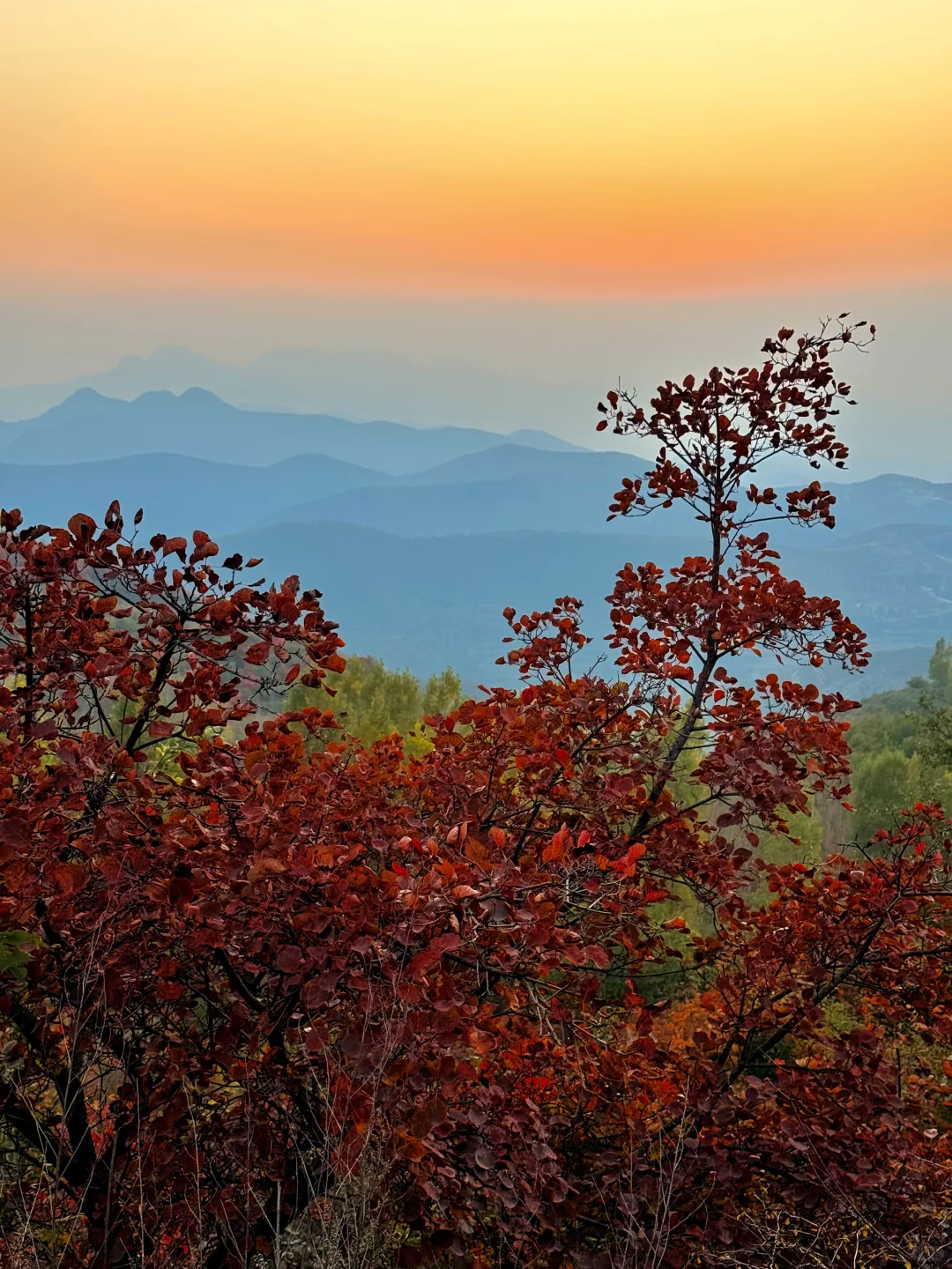 此刻！嵩山已漫山红遍🍁免费赏红叶路线