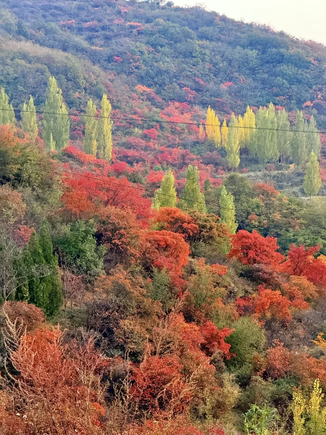 此刻！嵩山已漫山红遍🍁免费赏红叶路线