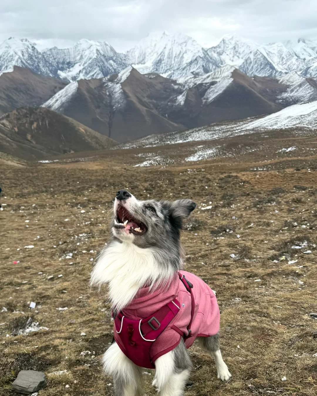 携带宠物川西旅游行前攻略（超详细版）