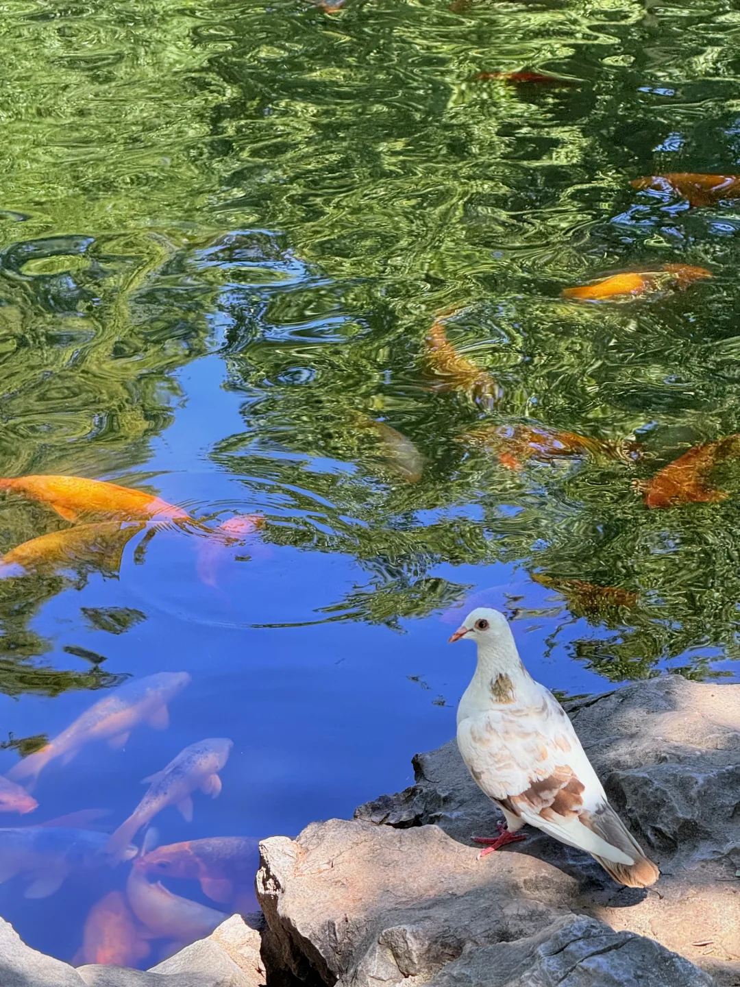 衢州,一个被低估的宝藏江南古城❗️