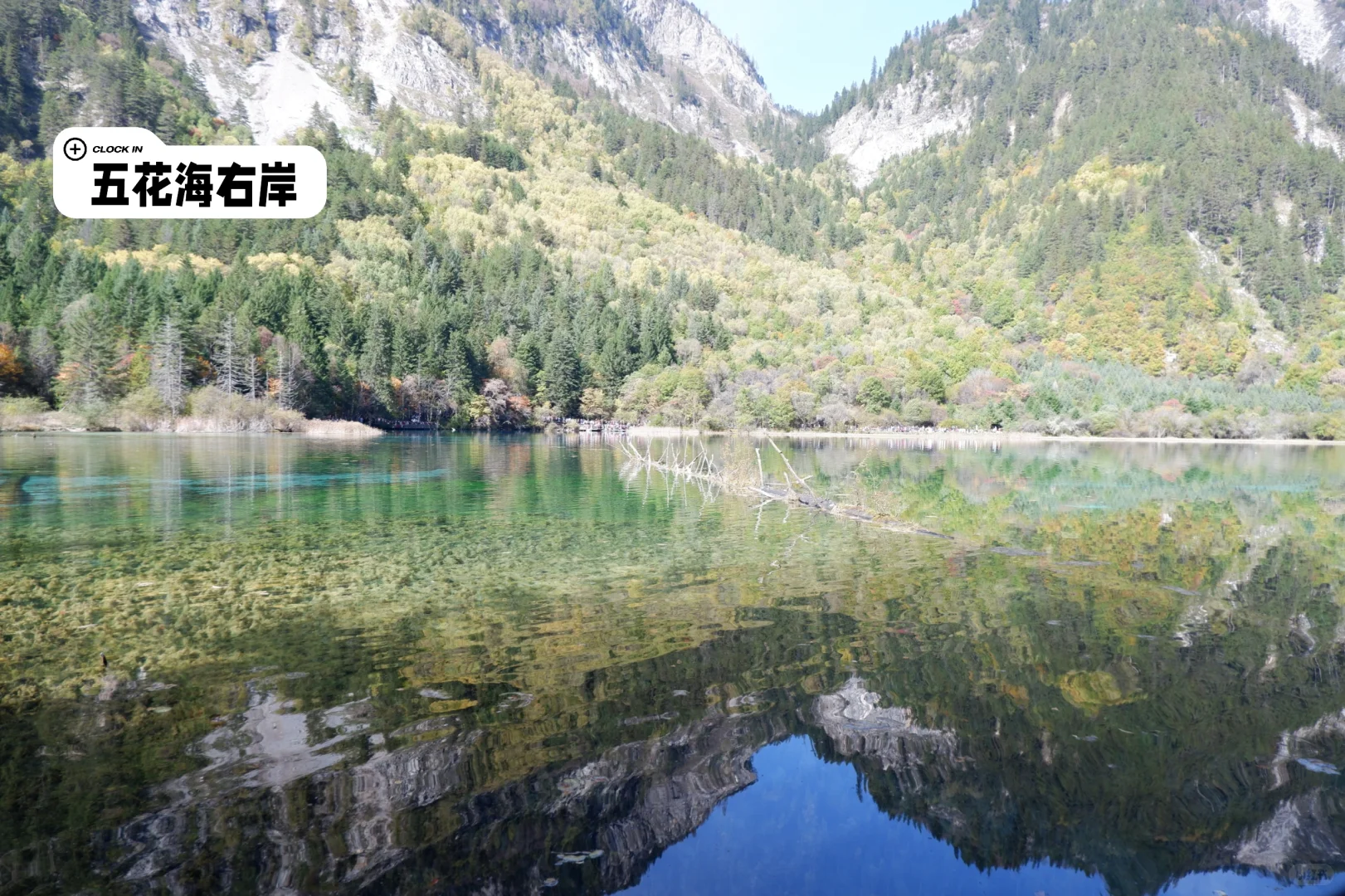 九寨沟旅游攻略，彩林季刚回，有问必答