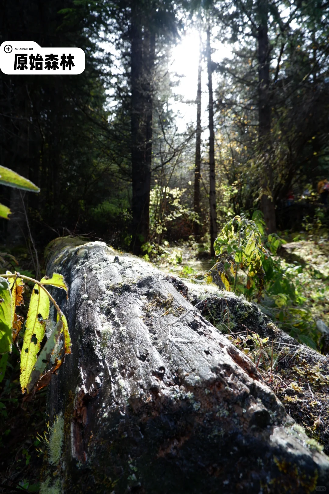 九寨沟旅游攻略，彩林季刚回，有问必答