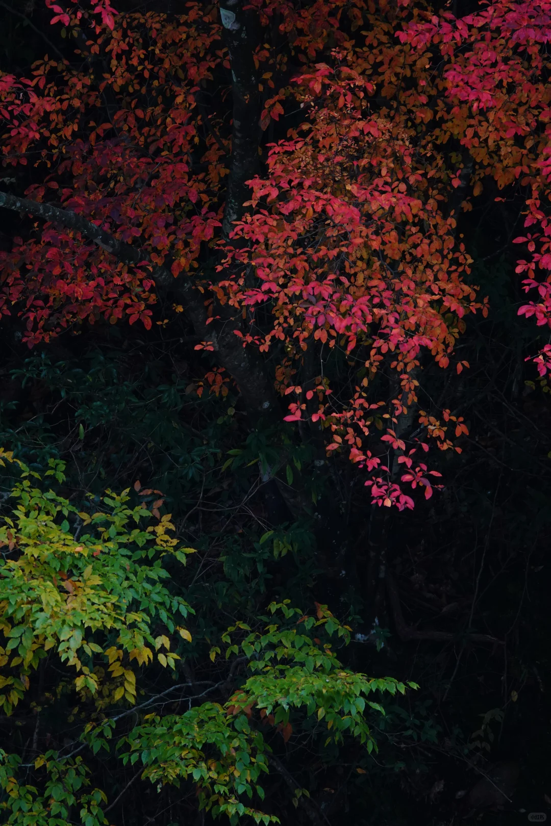 巴中的红叶真的太好拍了！