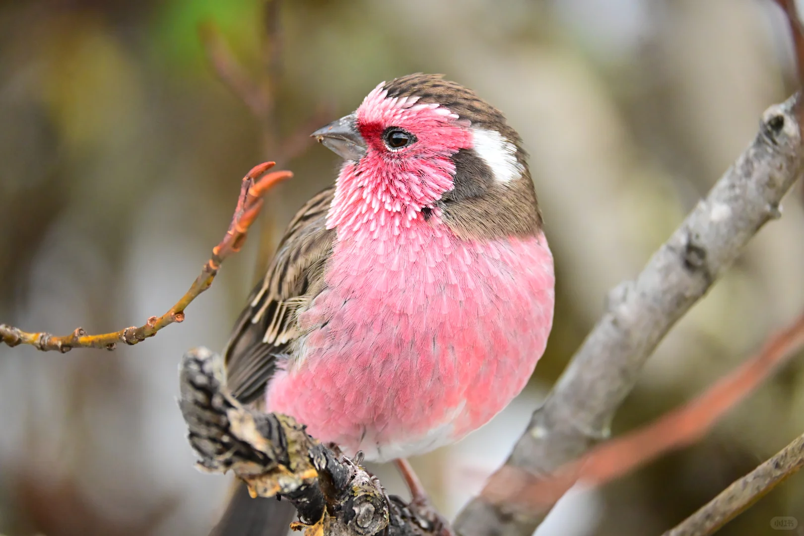 黄龙杜鹃林--也是打上鸟了