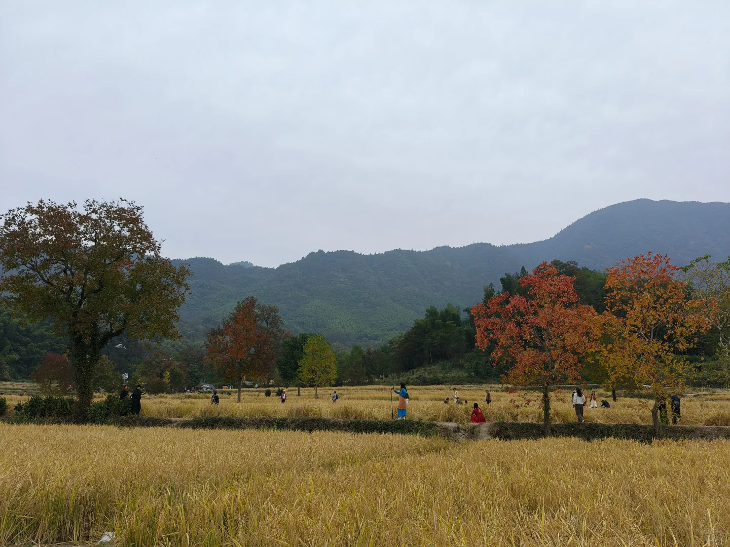 那什么跟塔川秋天比
