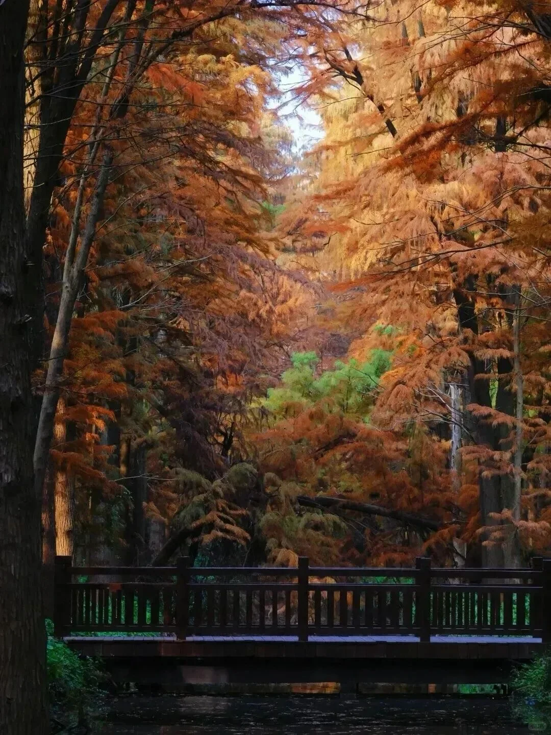 苏超冠军泰州文旅放大招❗️这些景区全免费