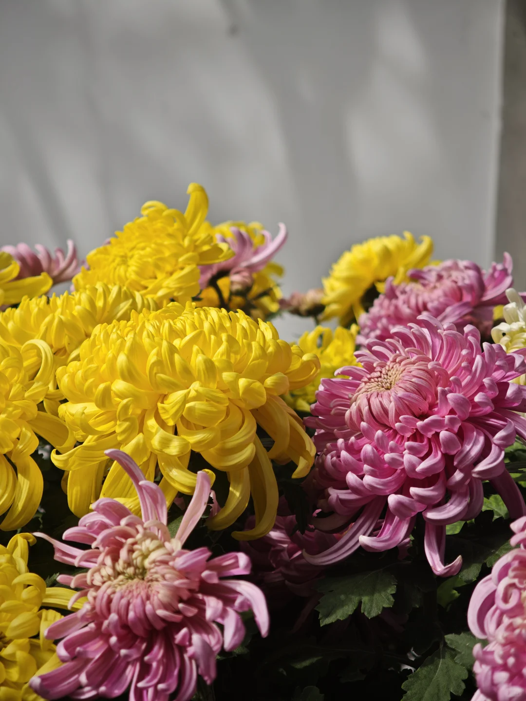 杭州植物园的菊花展，很美，再也不来了