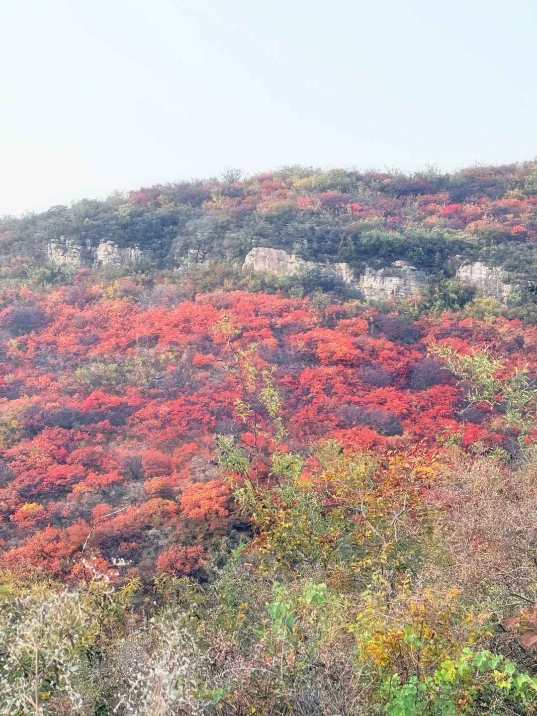 秋天来了，带孩子去爬山看红叶吧