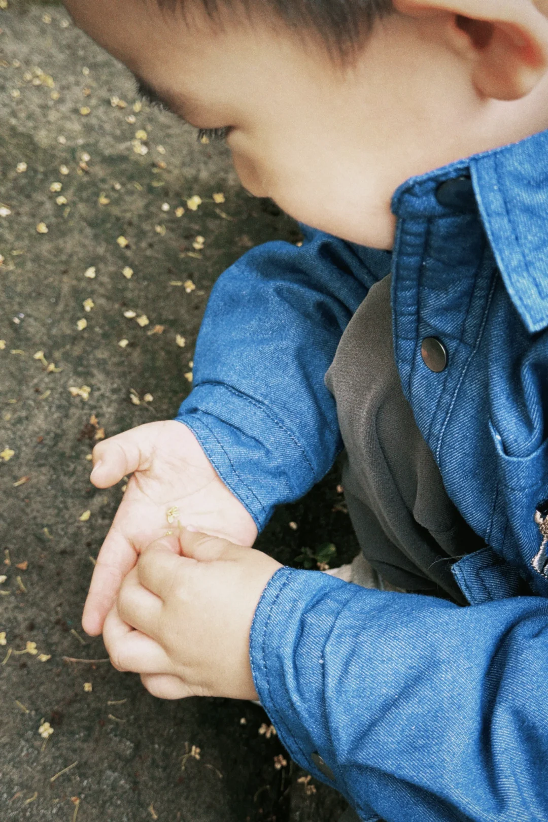 杭州周末景区遛娃｜避开人流赏桂