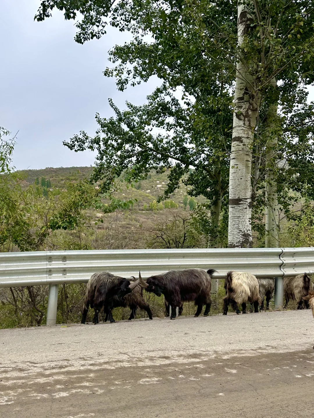 石家庄1️⃣日小众赏秋🍂路线，去山野⛰️看自然