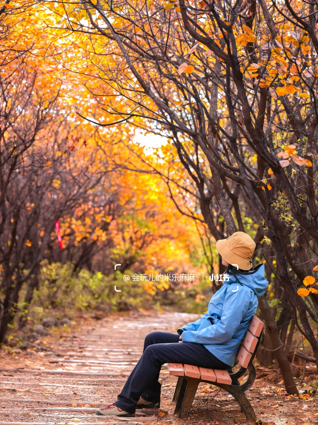 10.27北京五花山打翻调色盘!🎨老幼皆宜路线