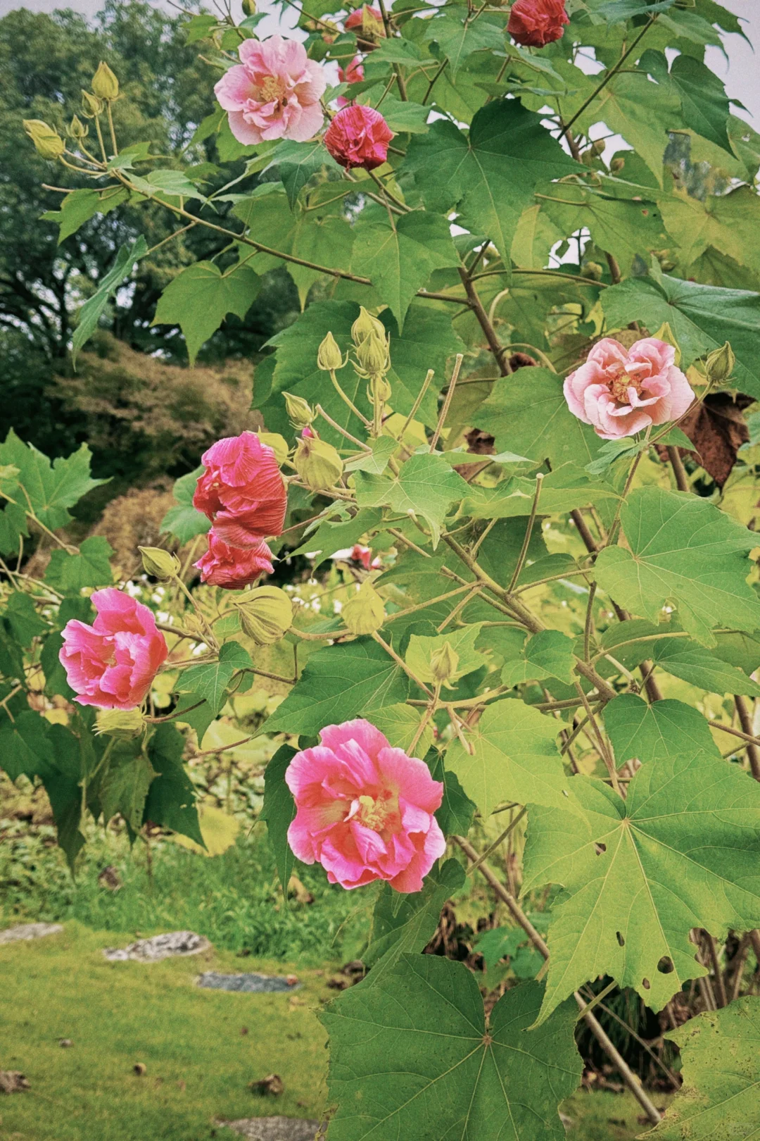 杭州周末景区遛娃｜避开人流赏桂
