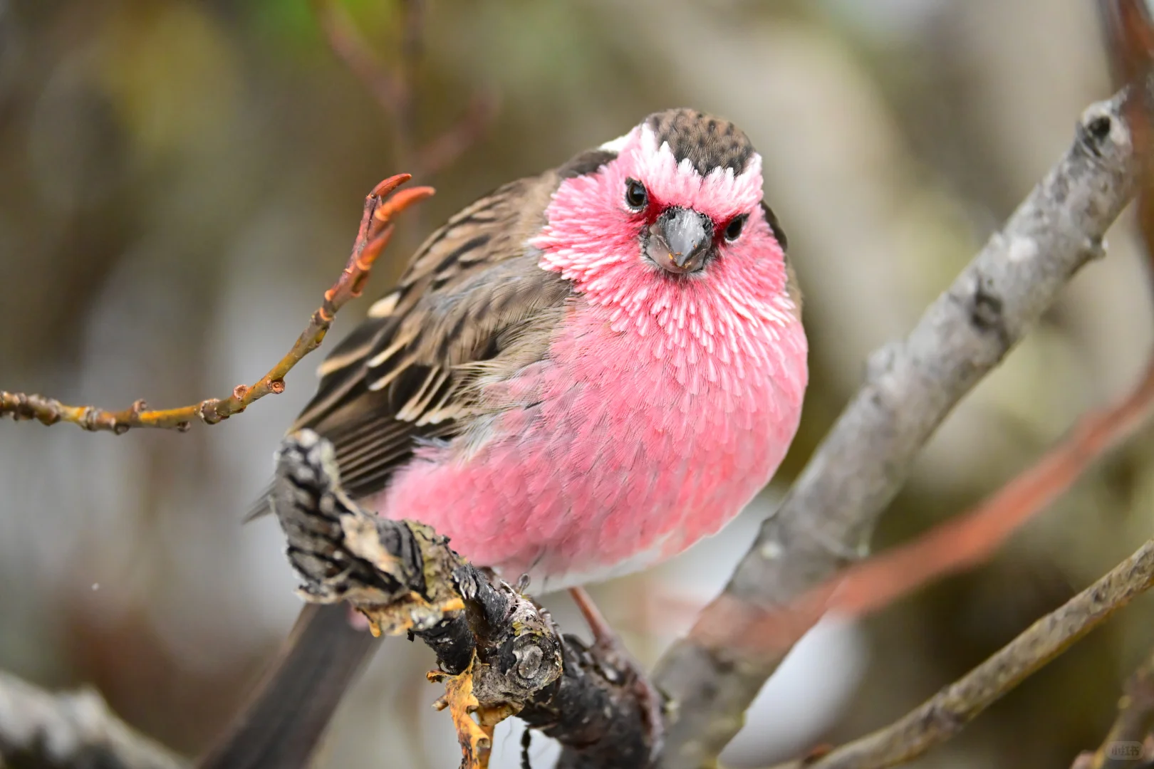 黄龙杜鹃林--也是打上鸟了