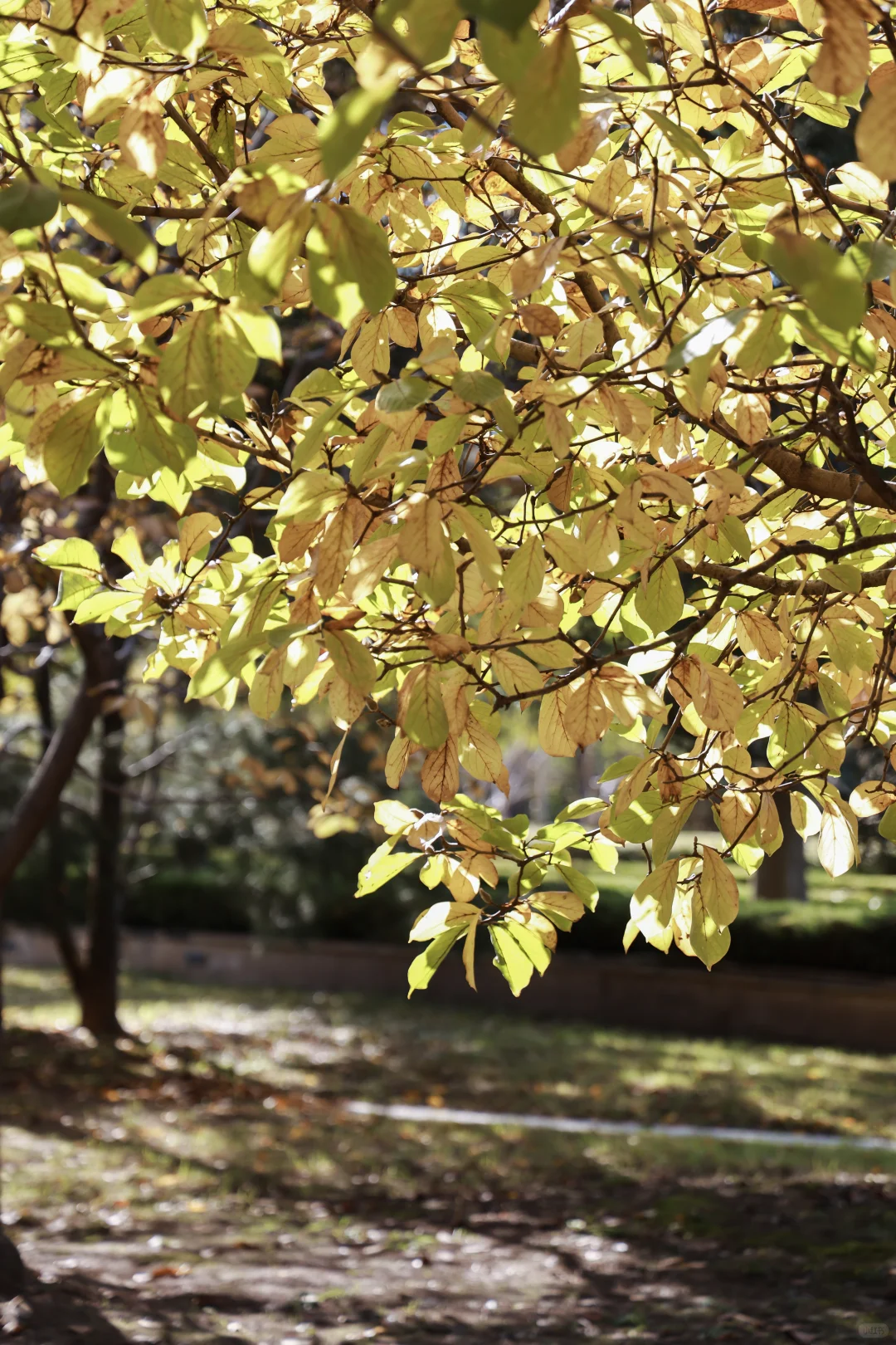 寿光弥河景区秋色正浓--银杏大道