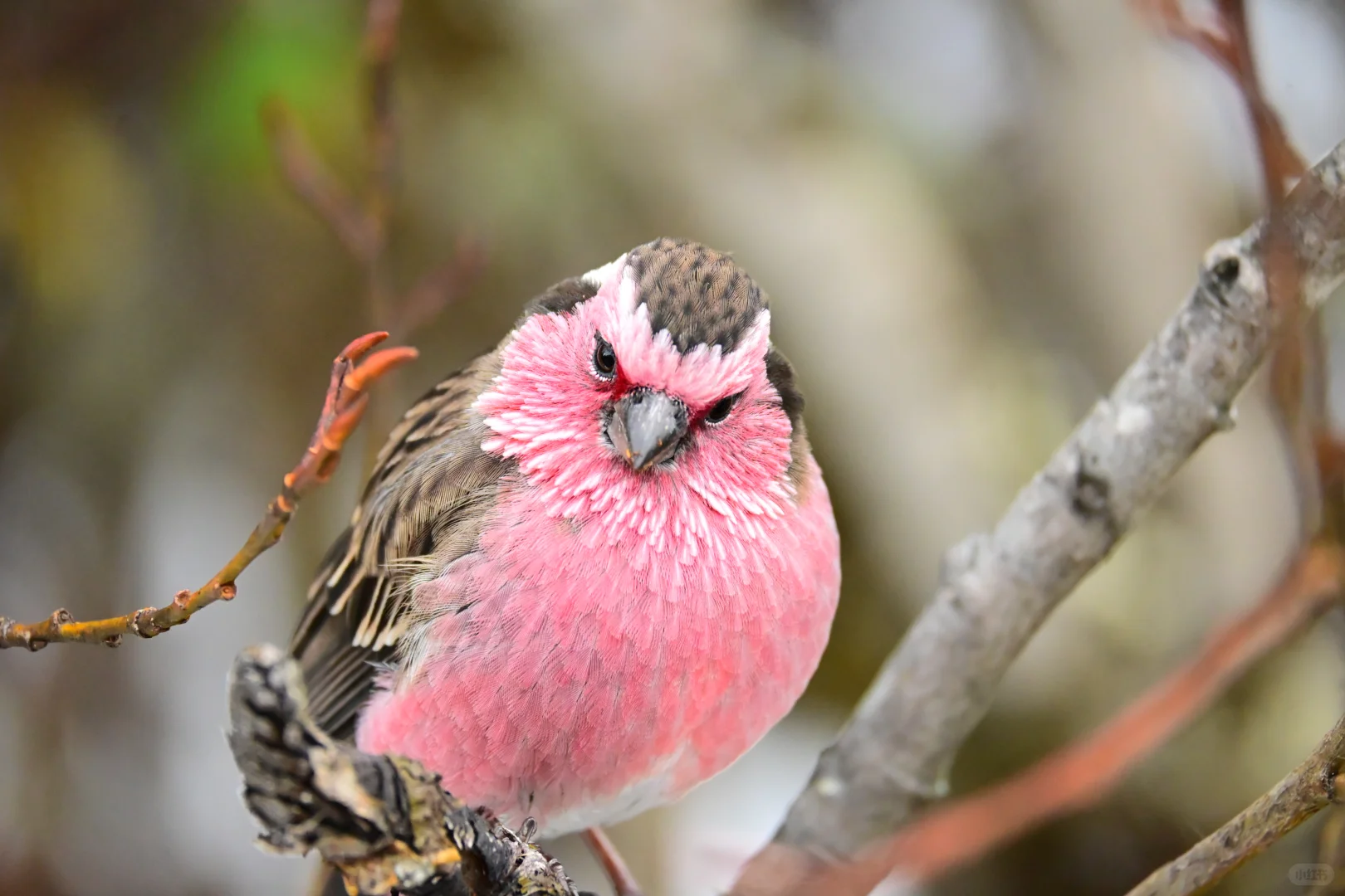 黄龙杜鹃林--也是打上鸟了