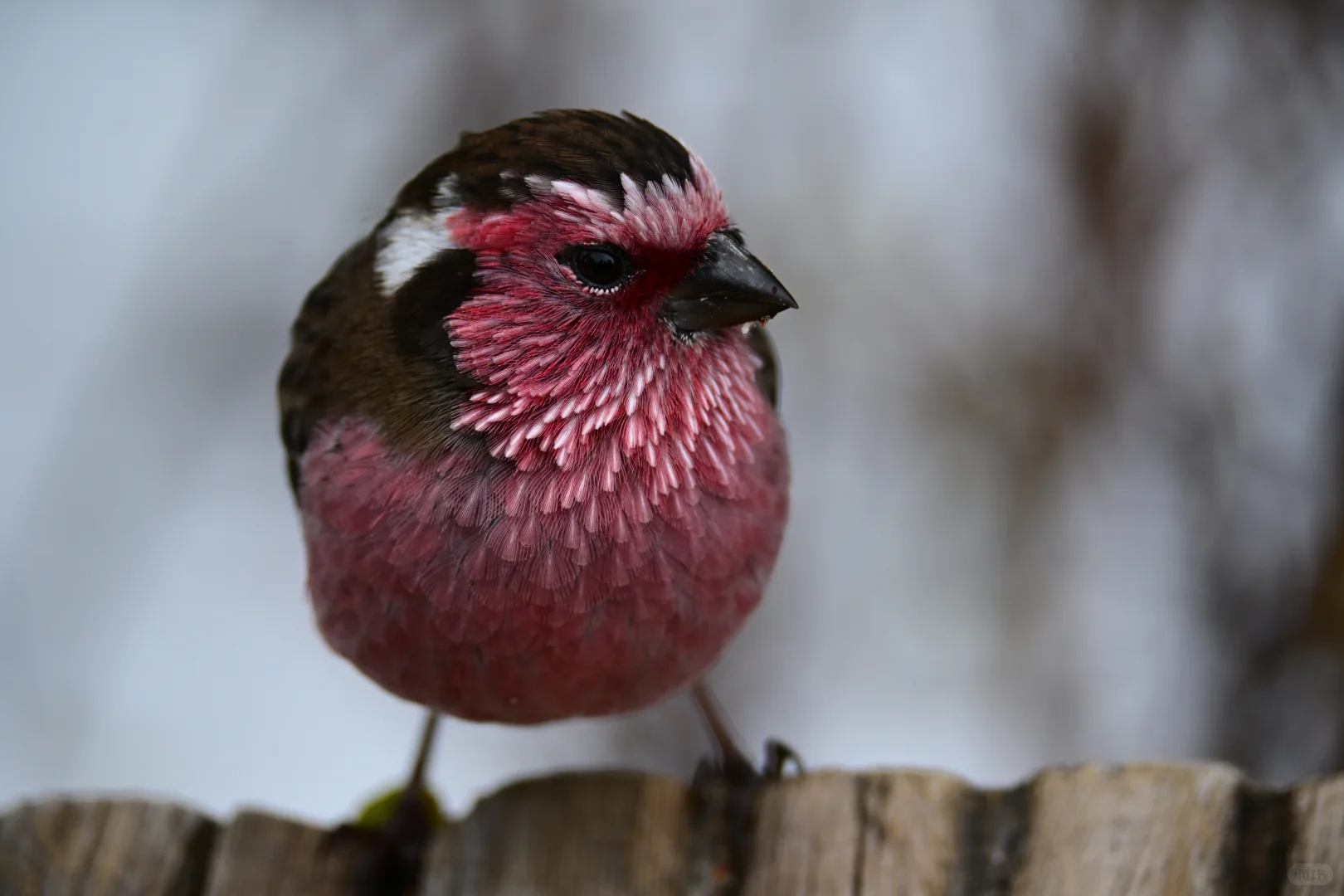 黄龙杜鹃林--也是打上鸟了