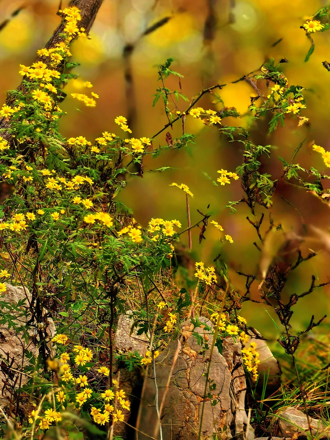 秋日佛照山赏红叶