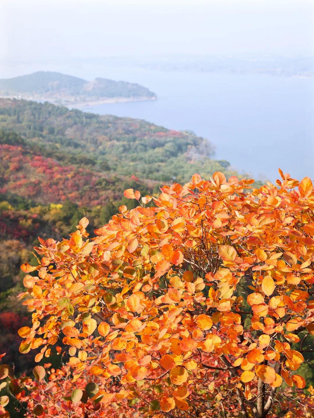 北京30分钟登顶‼️无痛赏红叶🍁公交直达