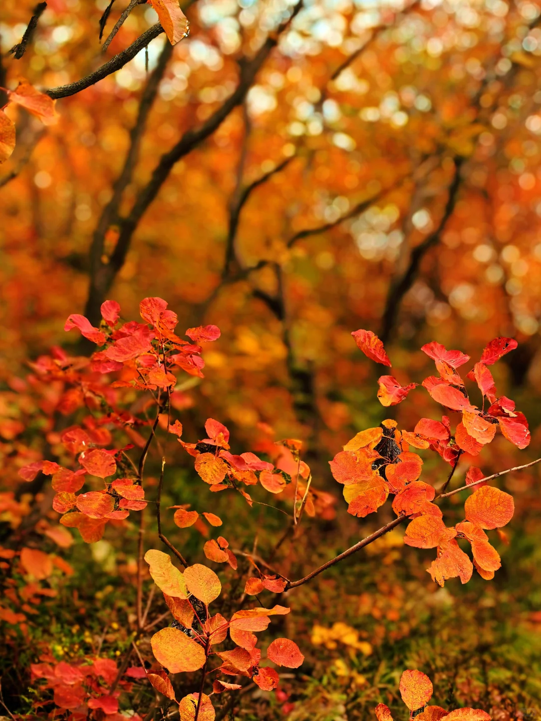 秋日佛照山赏红叶
