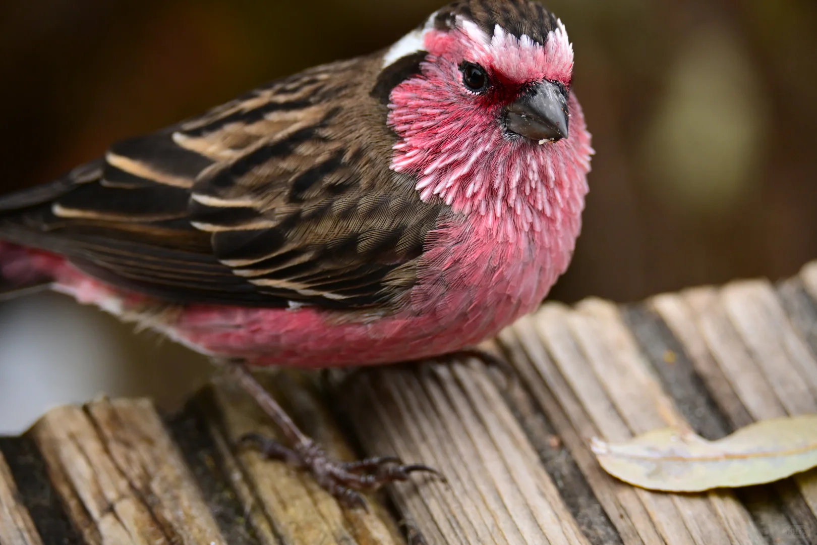 黄龙杜鹃林--也是打上鸟了