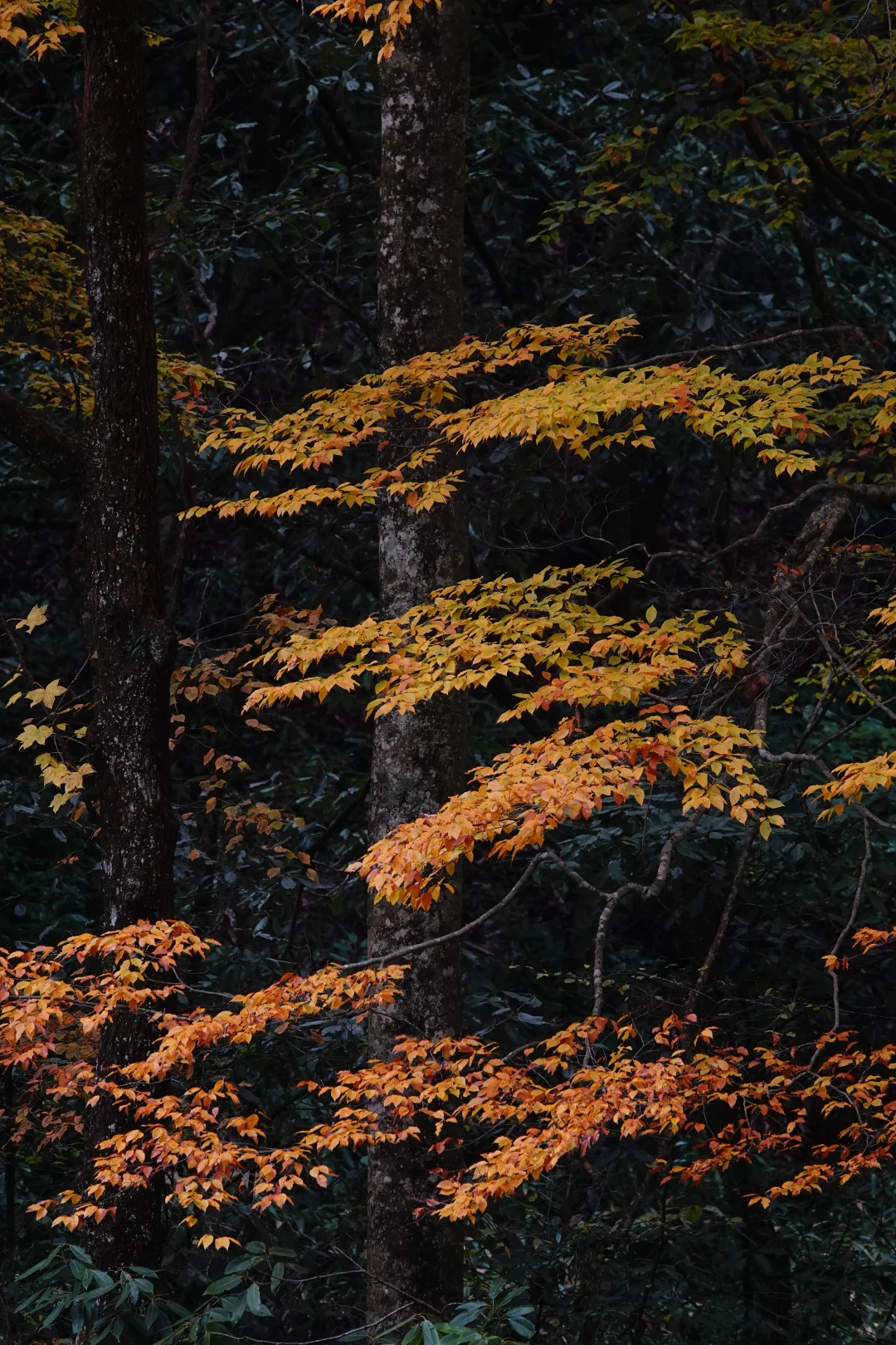 巴中的红叶真的太好拍了！