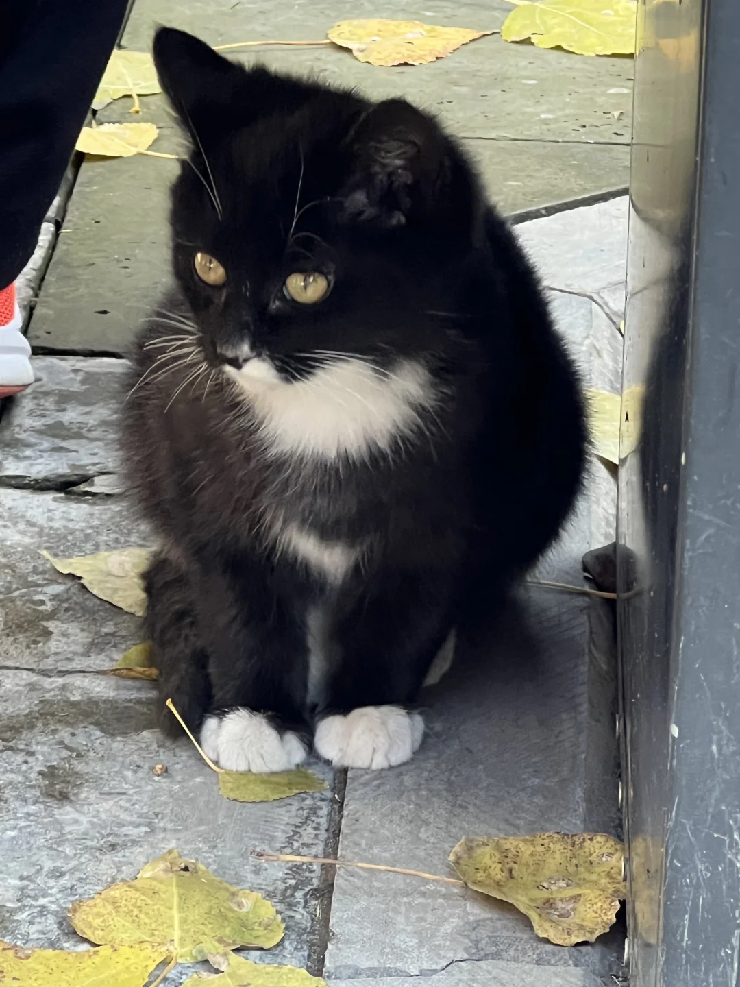 秋日和太原晋祠不要太搭❤️