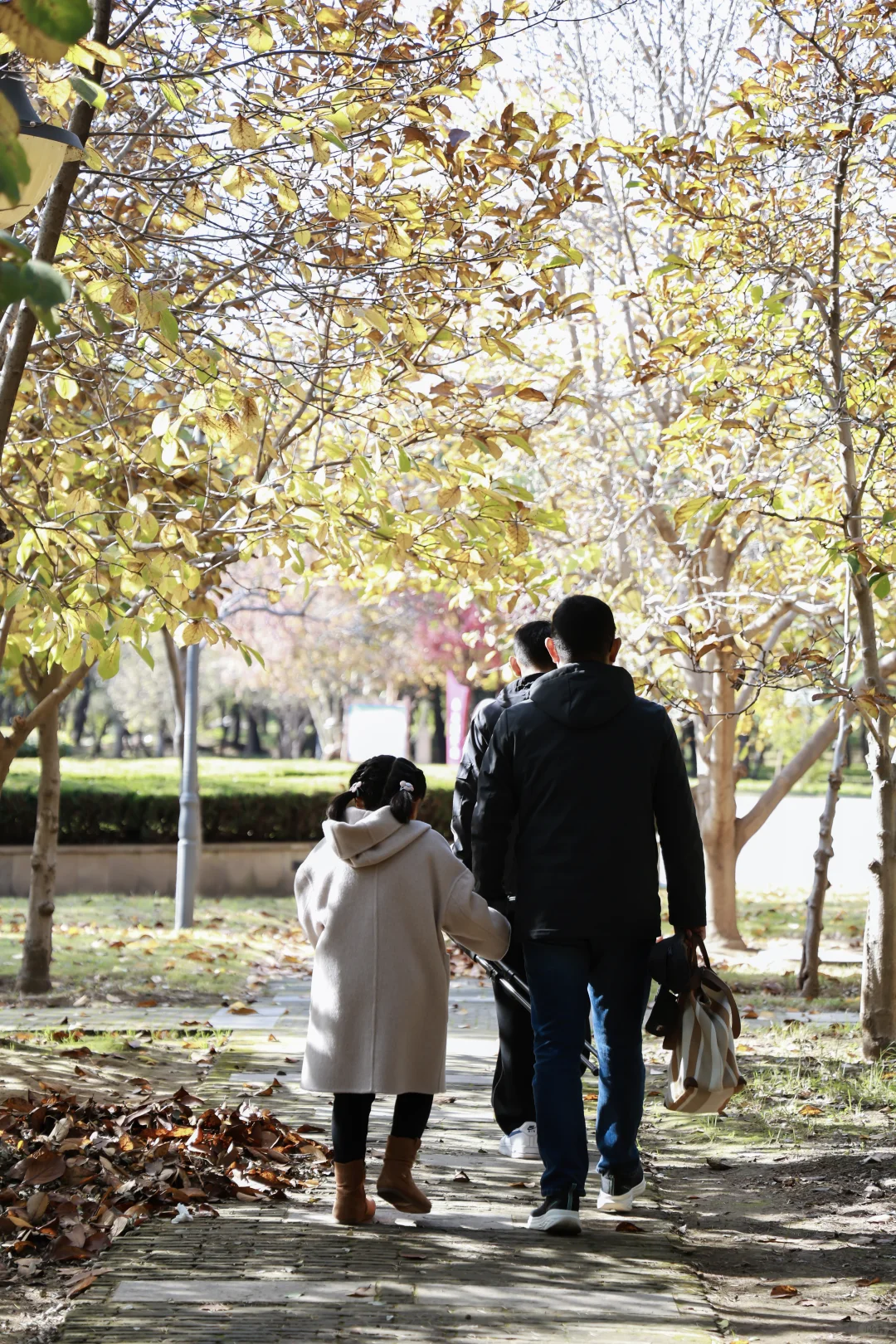 寿光弥河景区秋色正浓--银杏大道