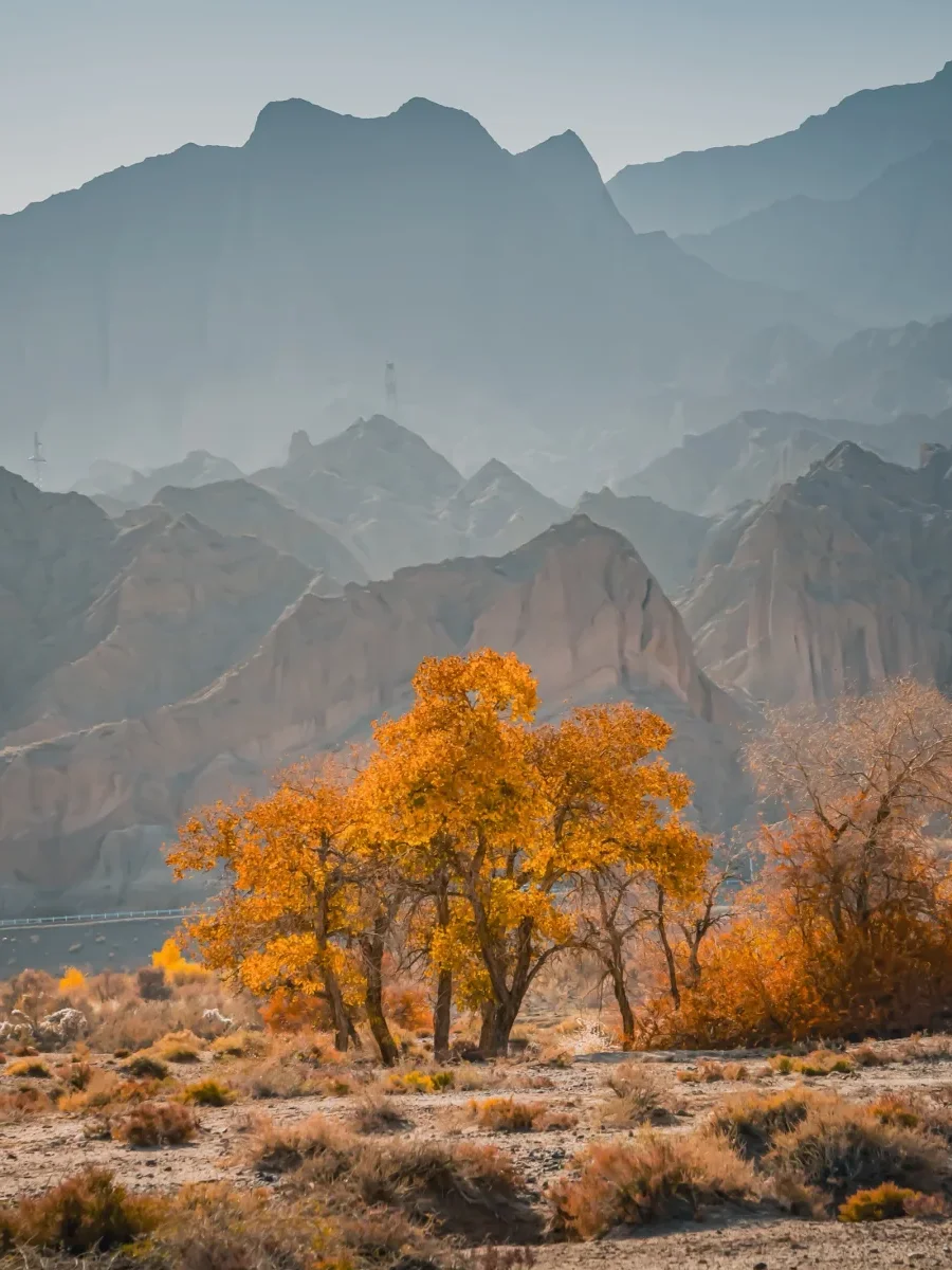 10月来南疆看胡杨林 做好攻略不踩坑🍁