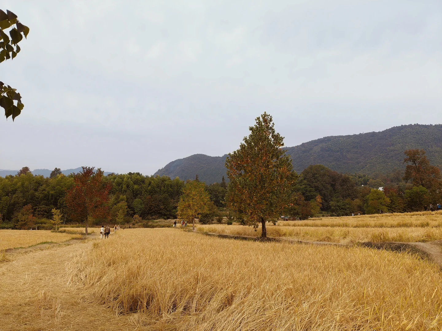 那什么跟塔川秋天比