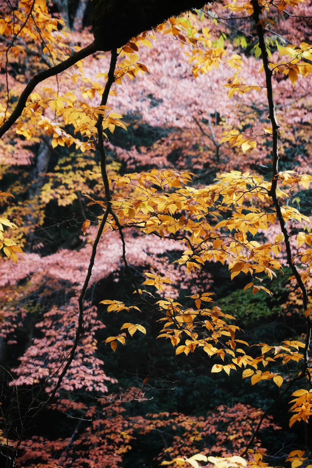 巴中的红叶真的太好拍了！