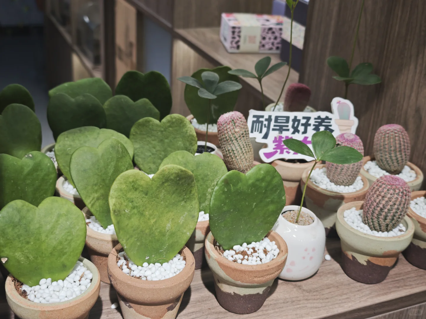 杭州植物园的菊花展，很美，再也不来了