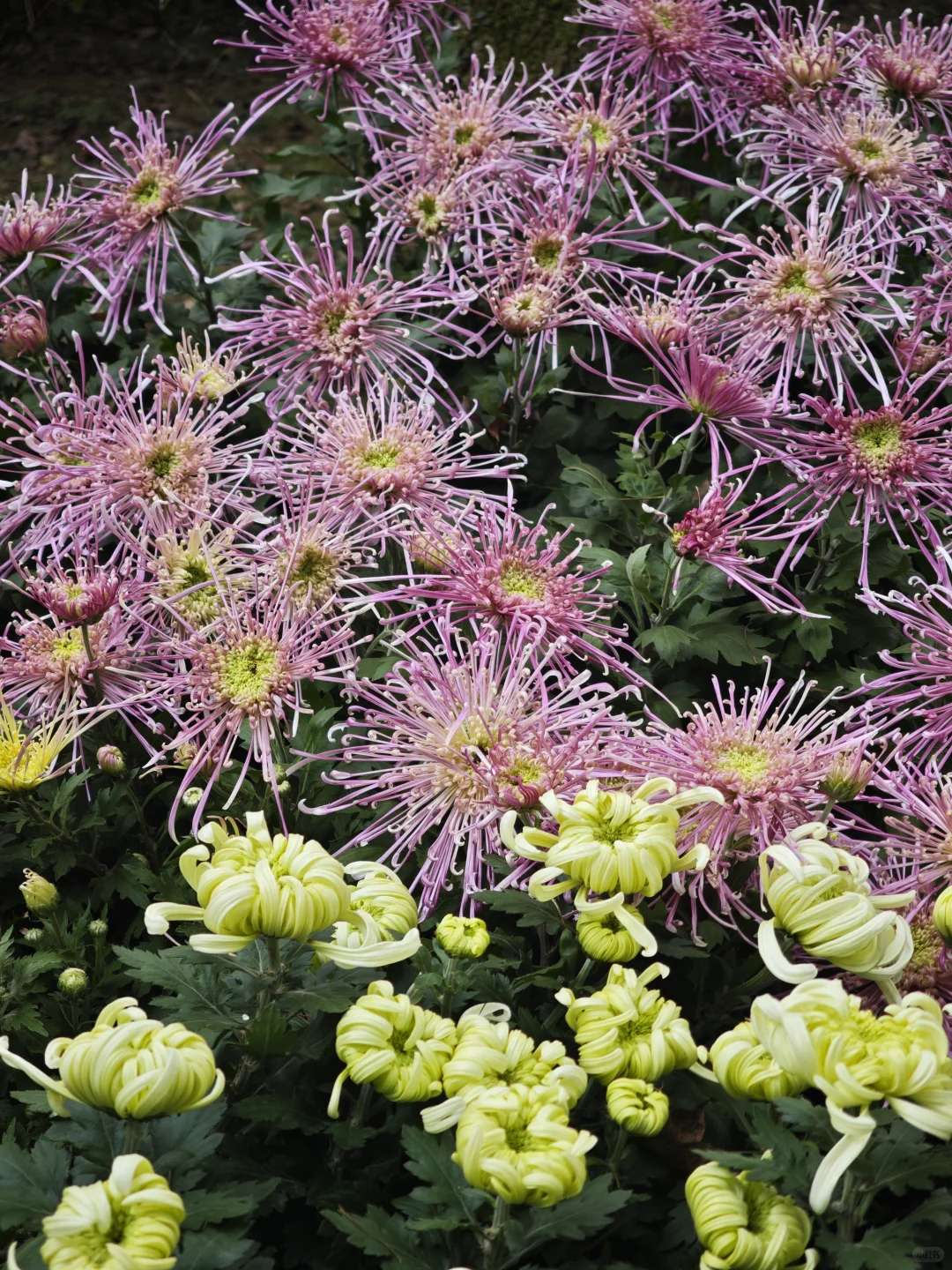 杭州植物园的菊花展，很美，再也不来了