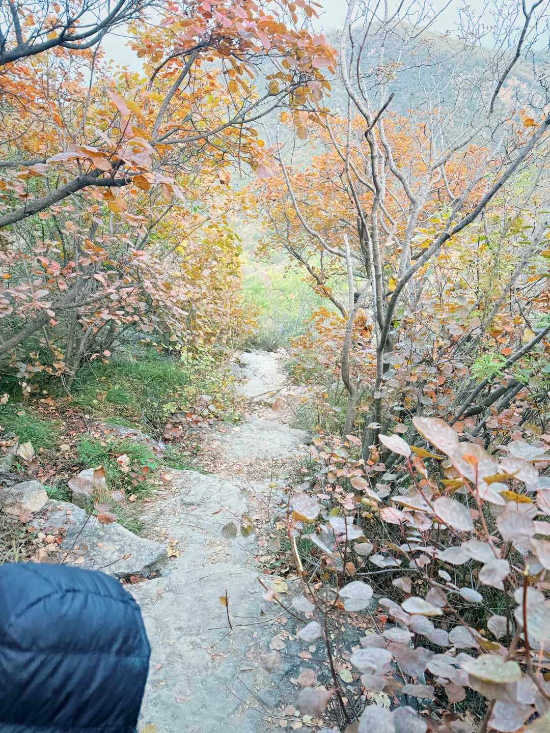 秋天来了，带孩子去爬山看红叶吧