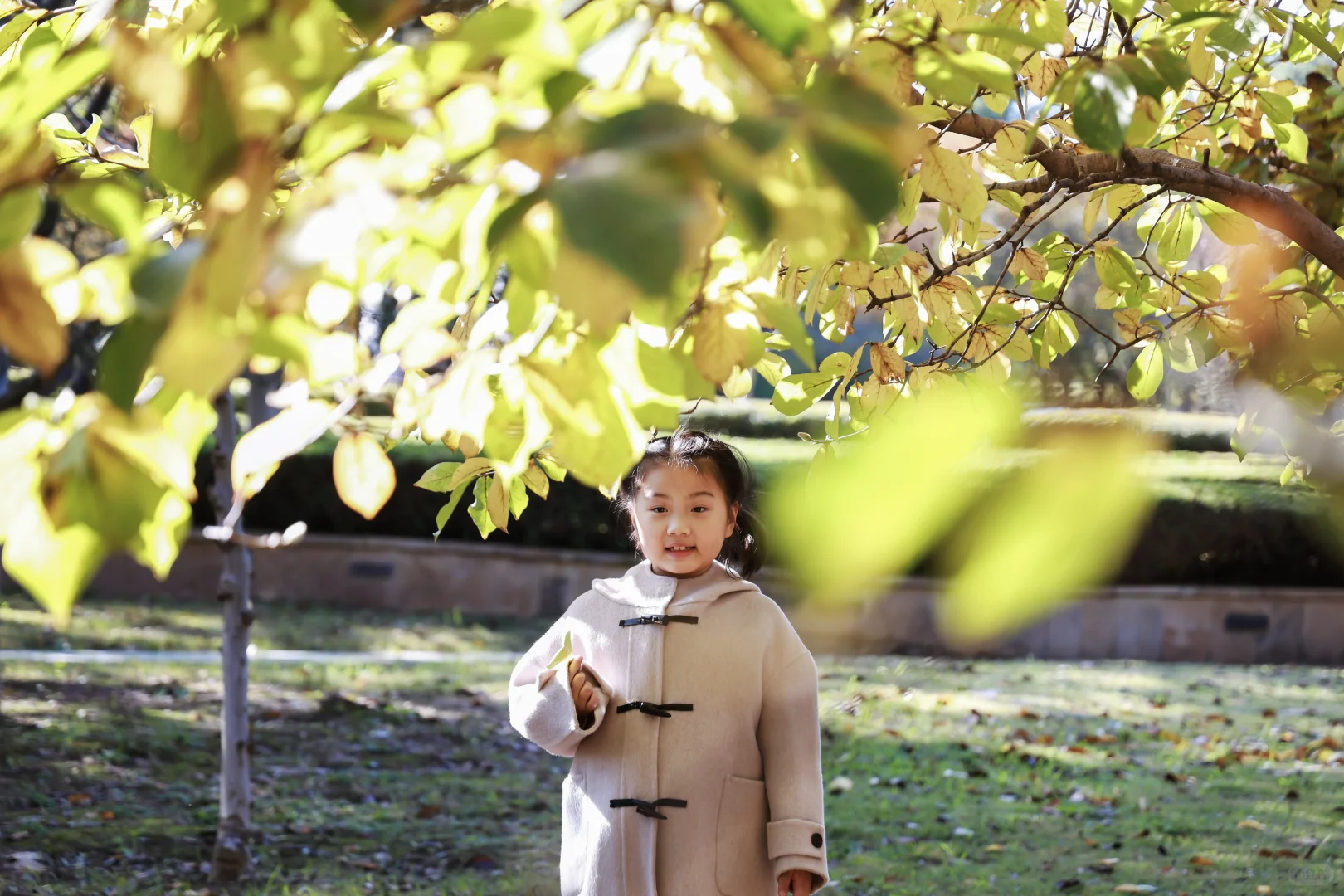 寿光弥河景区秋色正浓--银杏大道