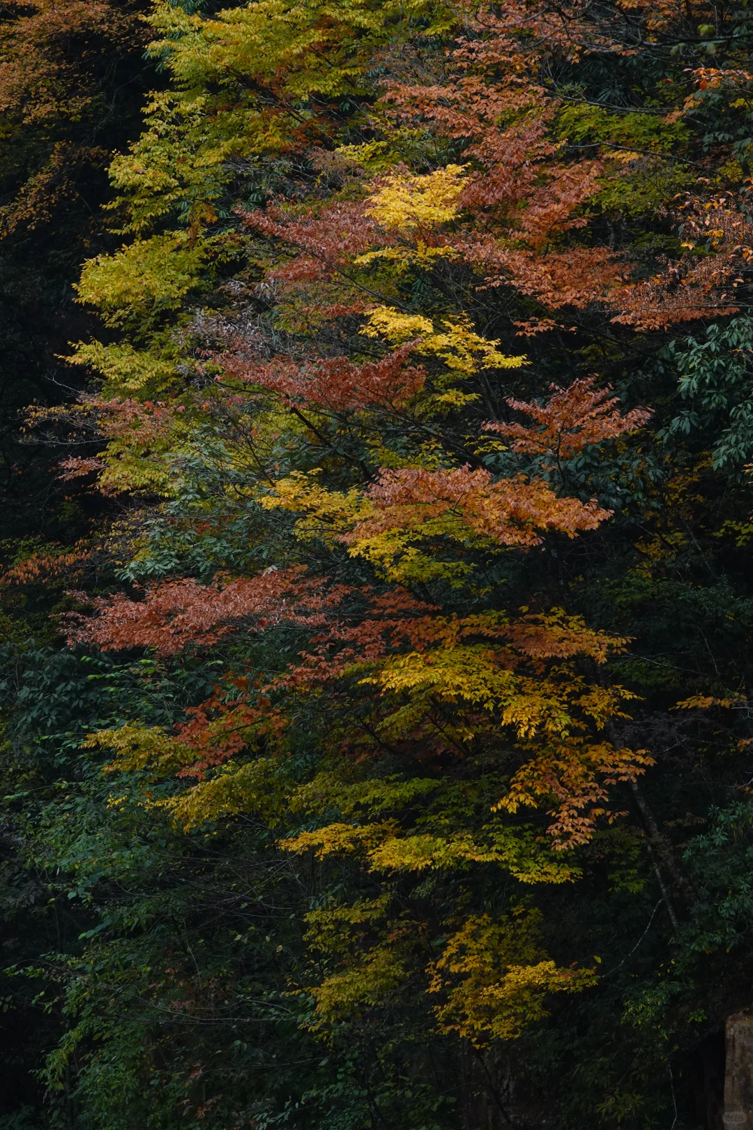 巴中的红叶真的太好拍了！