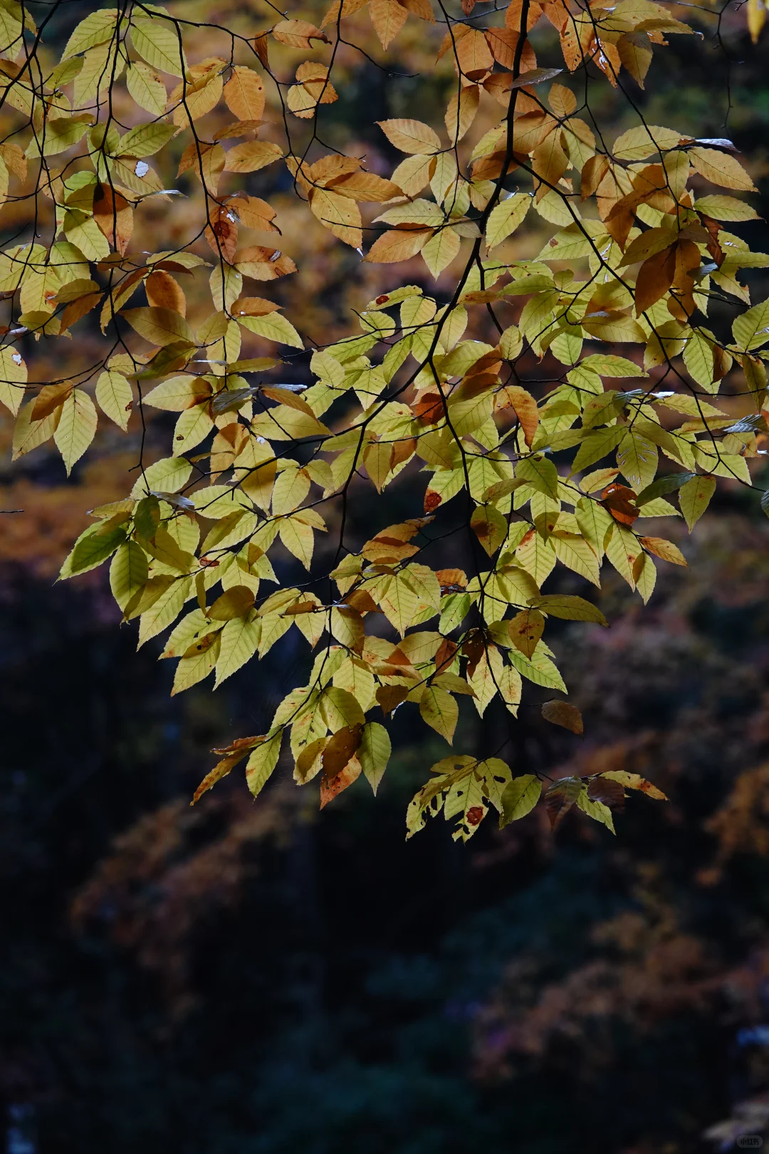 巴中的红叶真的太好拍了！