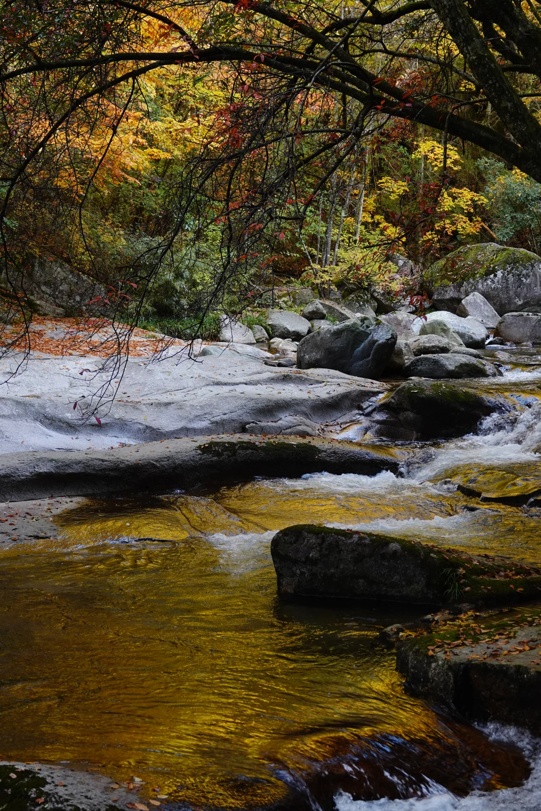 巴中的红叶真的太好拍了！