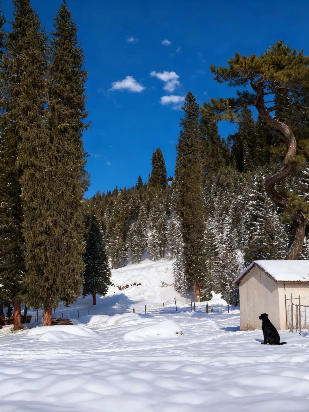 3K带你闯入冬日童话世界❄️伊犁雪国梦境