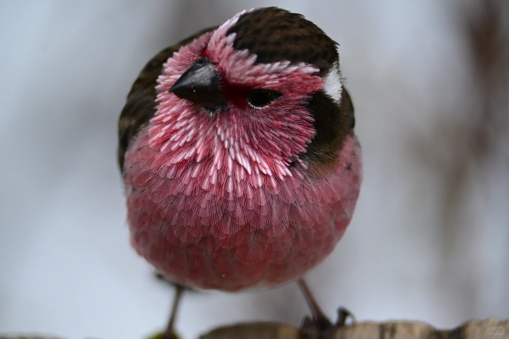 黄龙杜鹃林--也是打上鸟了