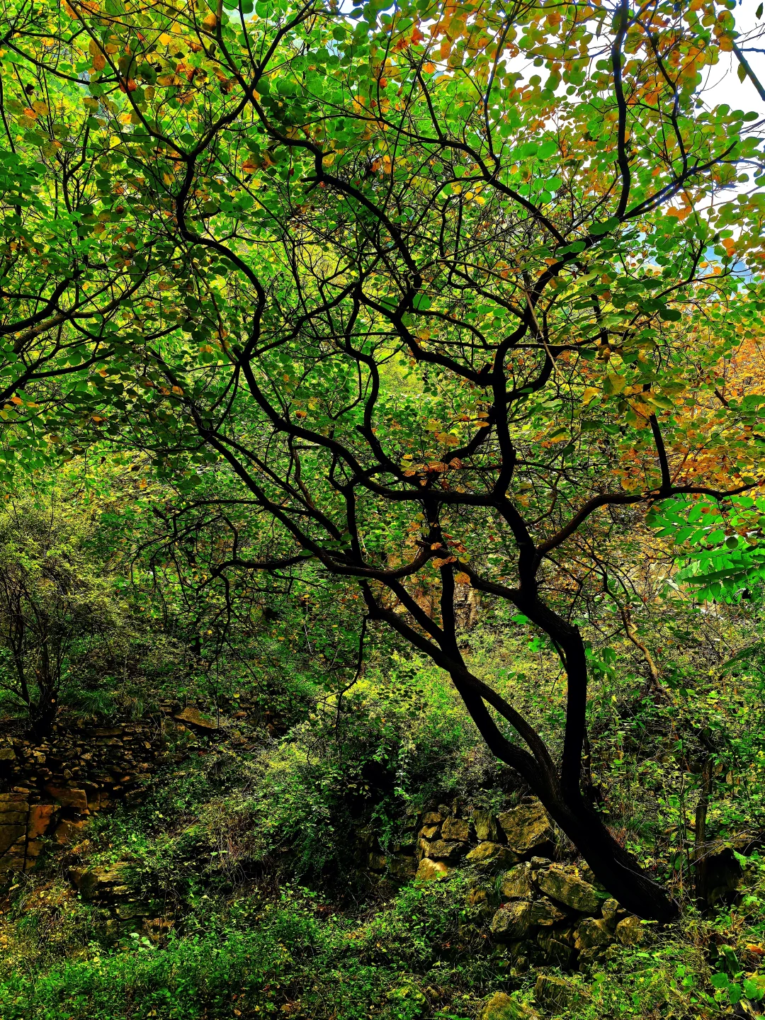 秋日佛照山赏红叶