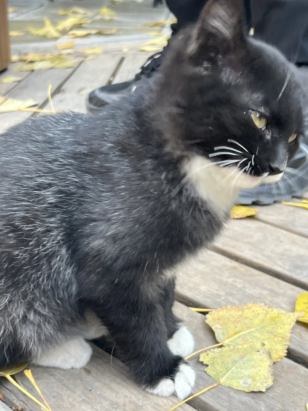 秋日和太原晋祠不要太搭❤️