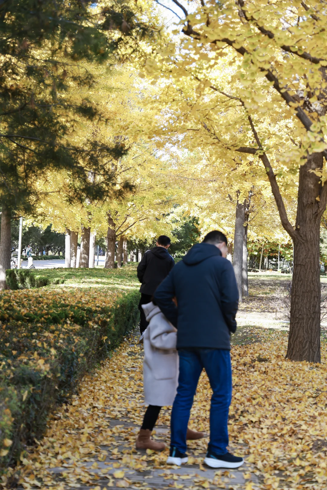 寿光弥河景区秋色正浓--银杏大道