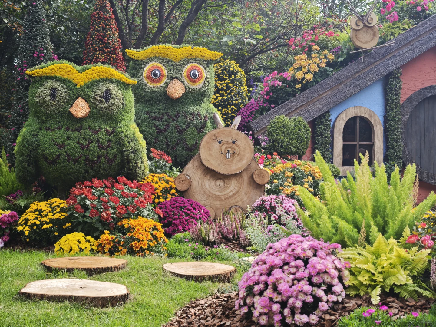 杭州植物园的菊花展，很美，再也不来了