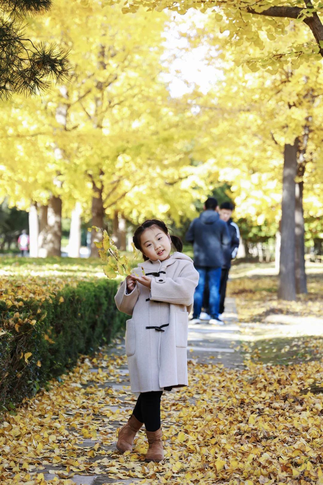 寿光弥河景区秋色正浓--银杏大道