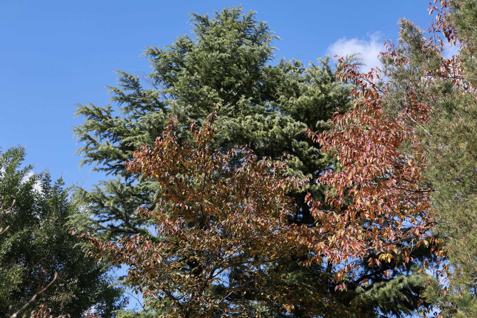 寿光弥河景区秋色正浓--银杏大道