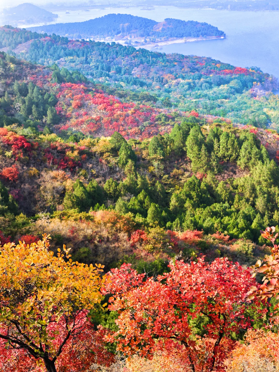 北京30分钟登顶‼️无痛赏红叶🍁公交直达