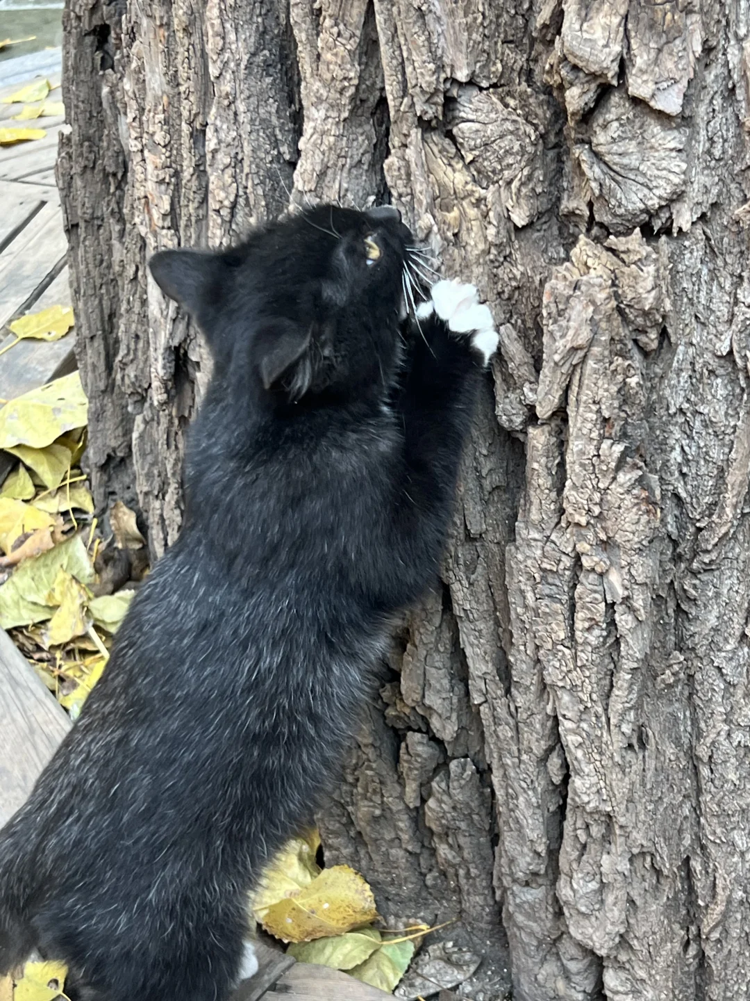 秋日和太原晋祠不要太搭❤️